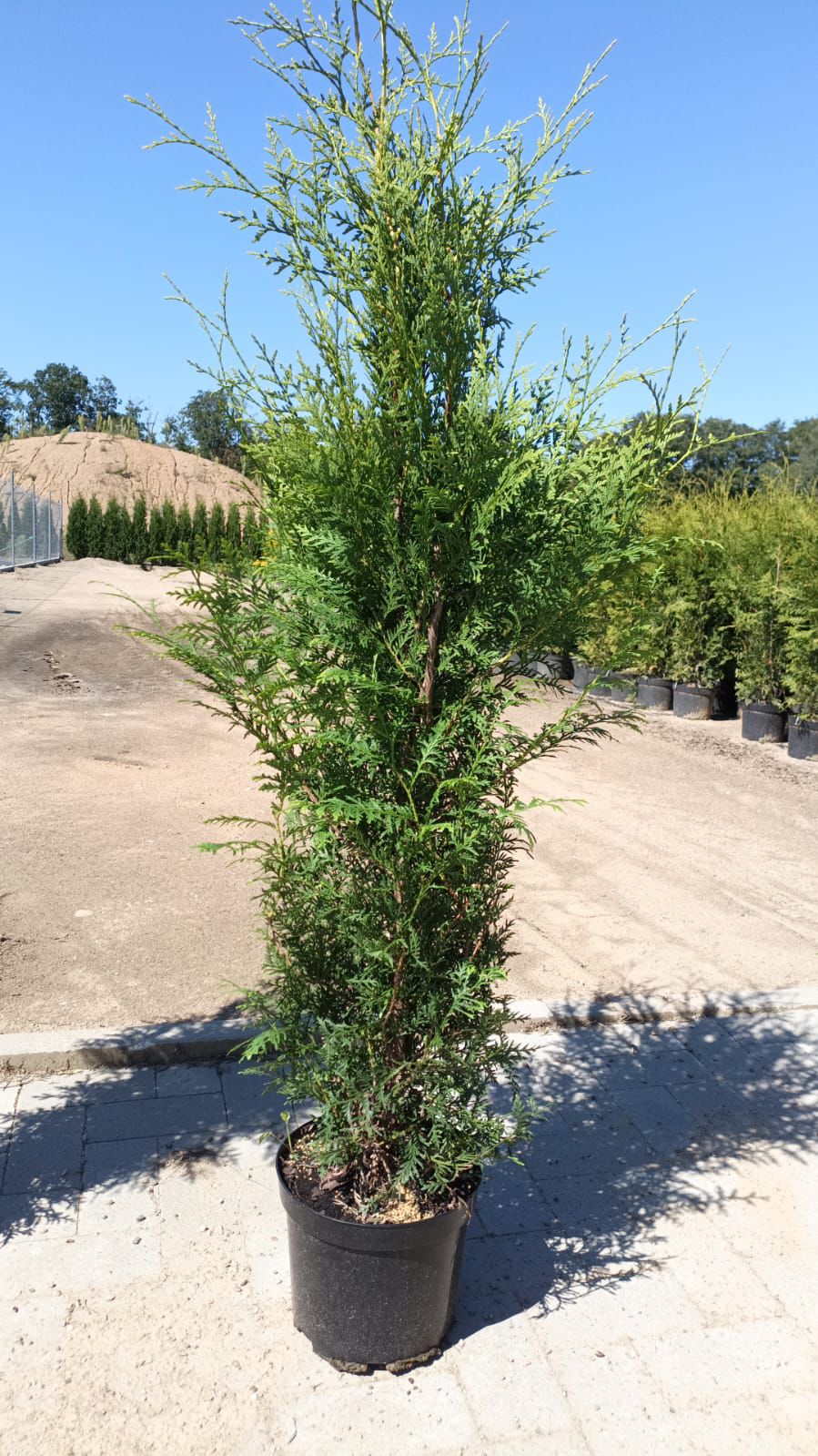 Туя западная Брабант